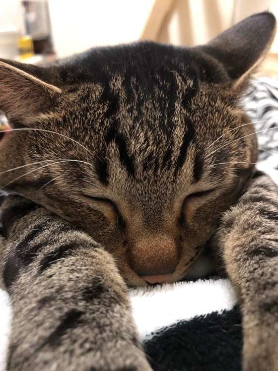 眠ってしまった、れお