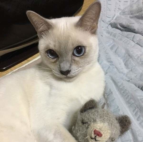 トンキニーズの特徴と飼い方 可愛い画像いっぱい ねこのきもち 猫図鑑 ねこのきもちweb Magazine