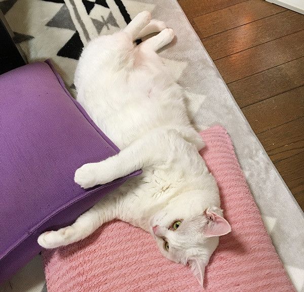 やわらかニャンコ