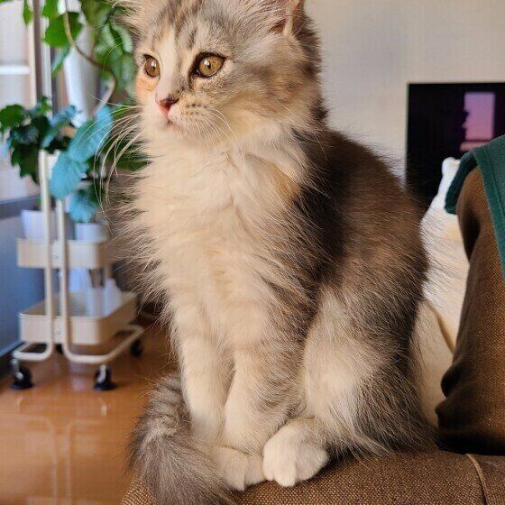 ラガマフィンのつばきちゃん