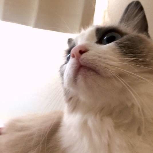 ラグドールのミルちゃん