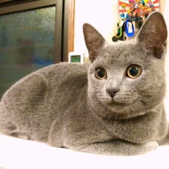 シャルトリュー・ペリウィンクルちゃん