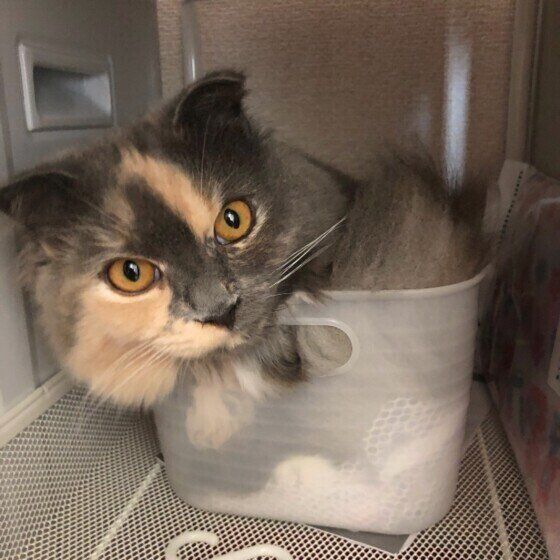 箱に入るスコティッシュフォールド