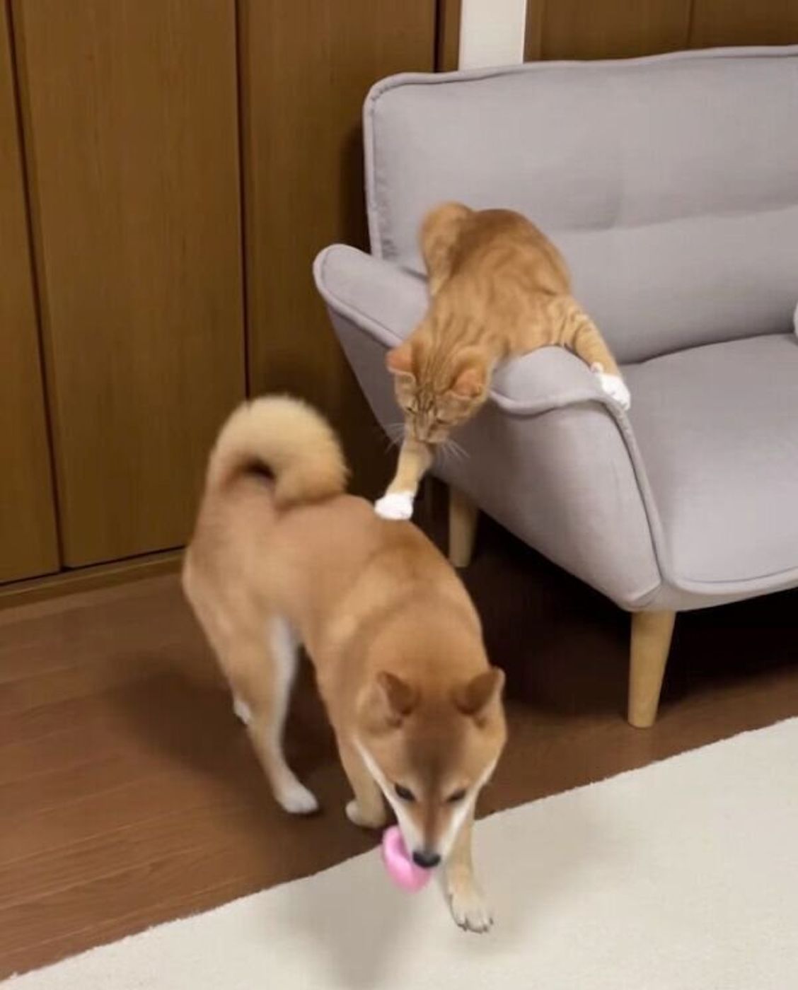 Irjkiiv7vohram Irjkiiv7vohram