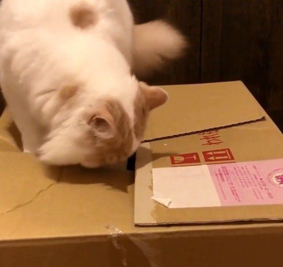 ダンボールが気になるアポロくん