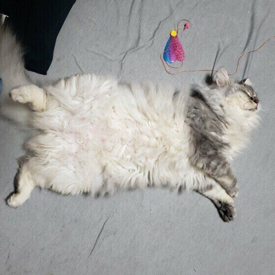 サイベリアンのさくらくん♪