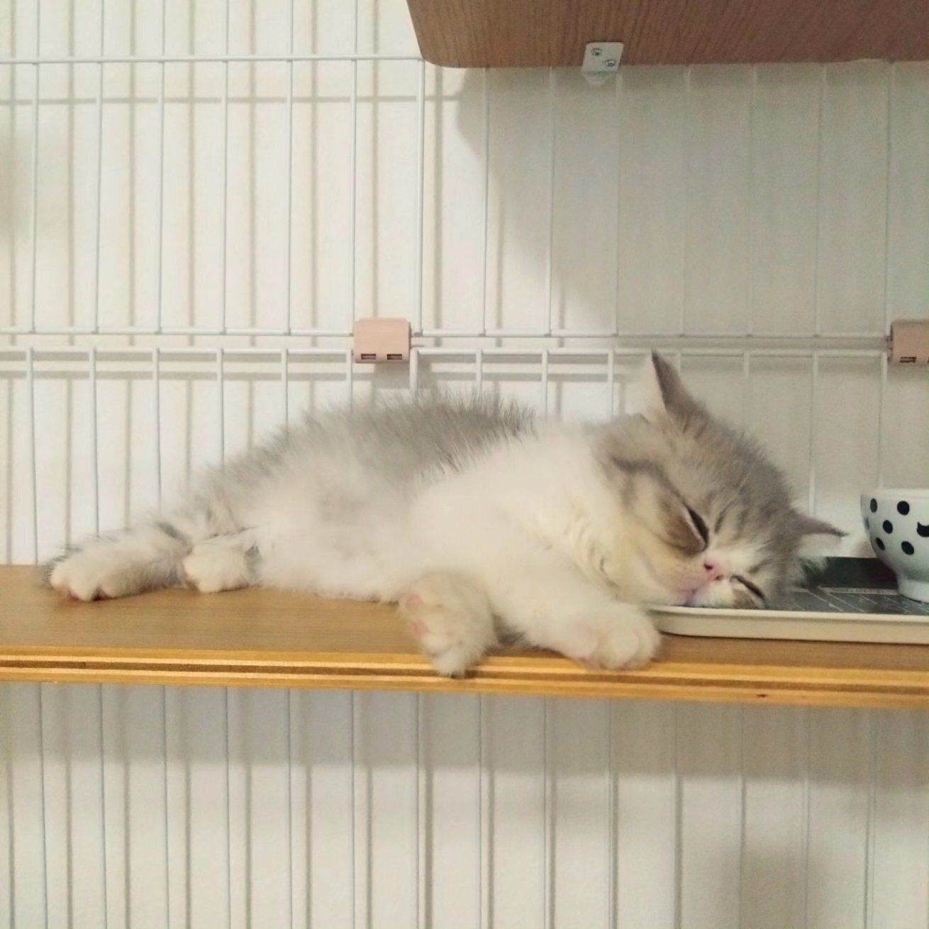 ケージの中で眠るエキゾチックショートヘアの子猫