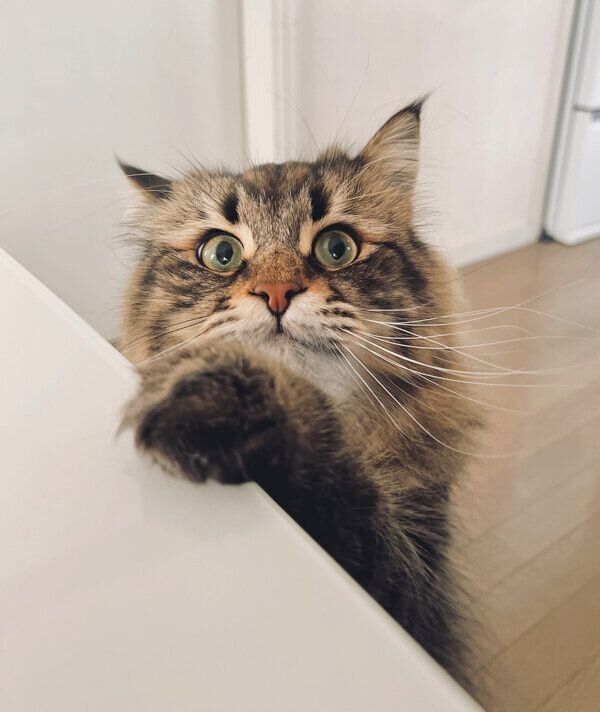 見つめるヤマネコくん