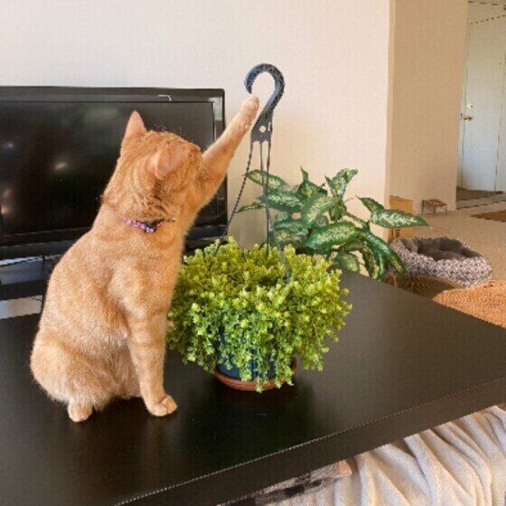 ハンギングプランターと猫