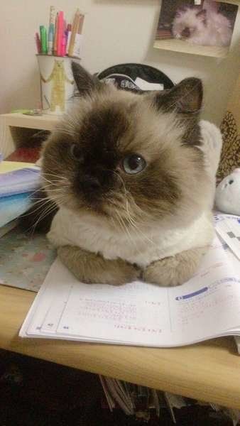 勉強の邪魔をするヒマラヤンのもも