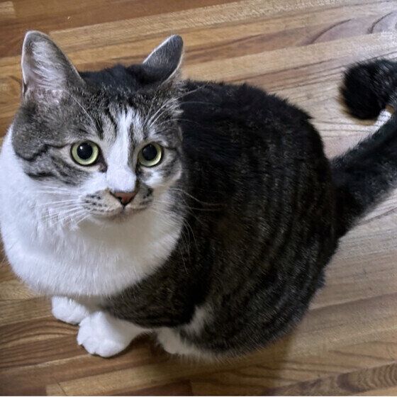 MIXキジトラのたくみくん