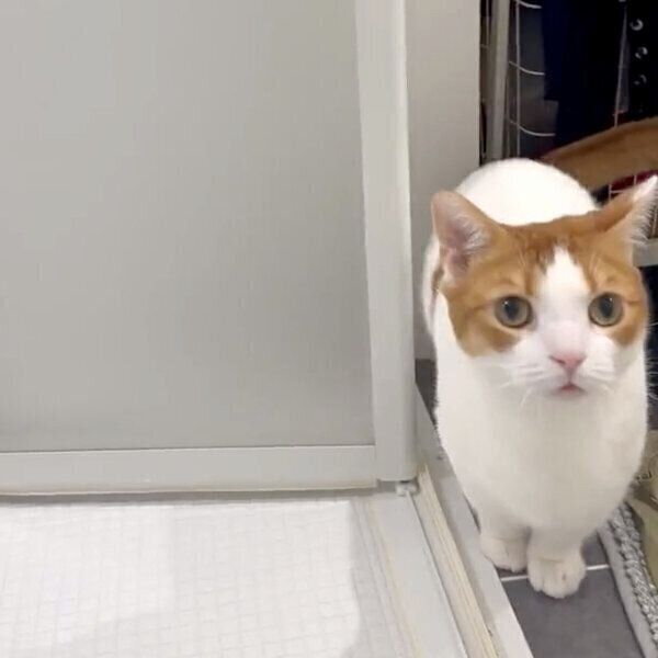 呆然とするもち丸くん