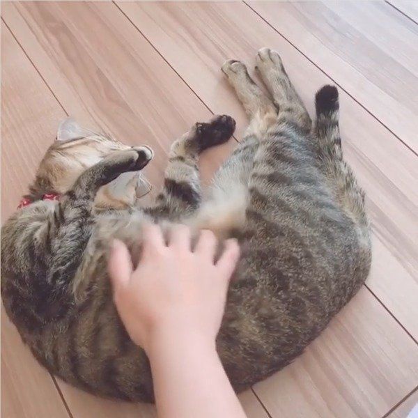 飼い主さんにナデナデされるMugiくん