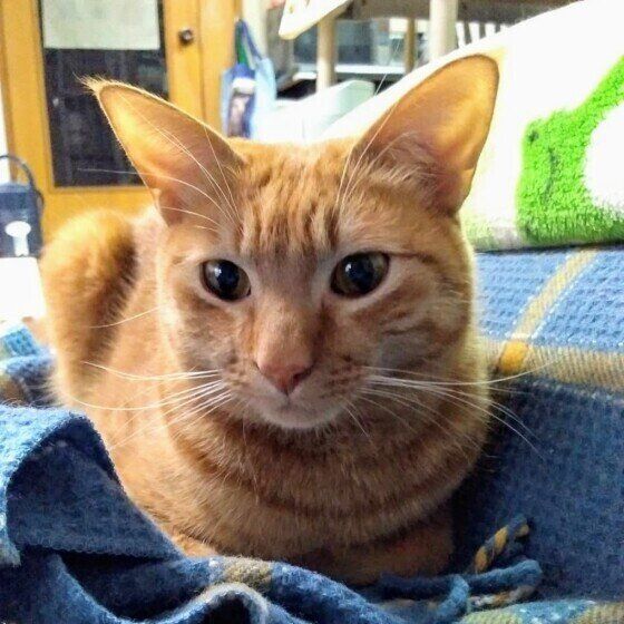 Mix（茶トラ）のロビンくん♪