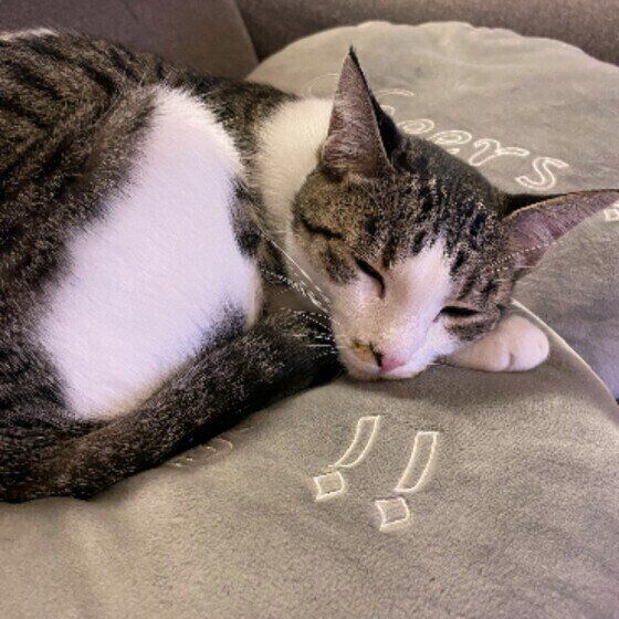 Mix（サバトラ）のきなこちゃん♪