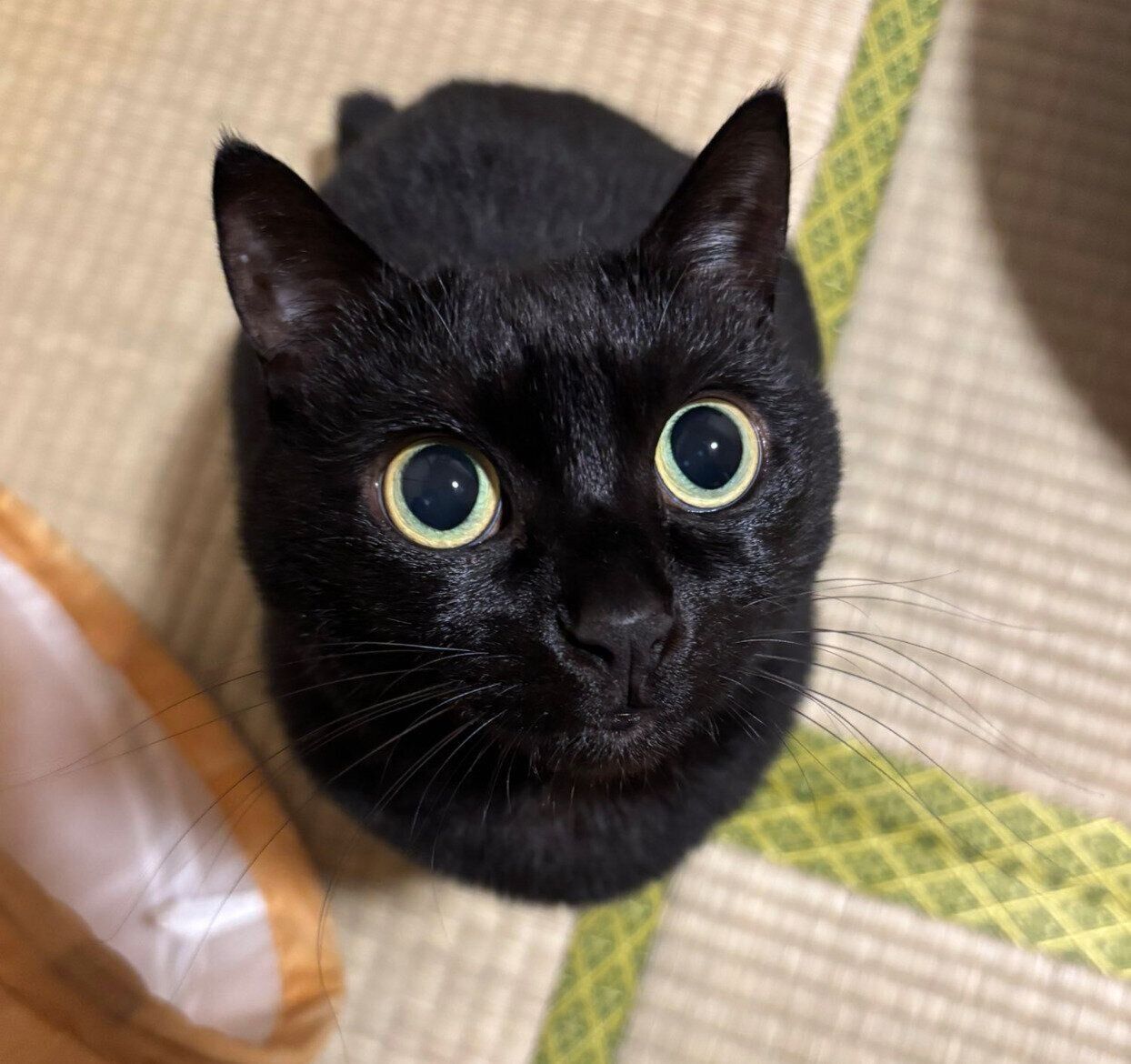 見つめるあさりちゃん