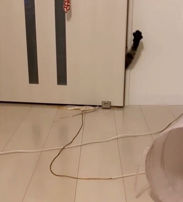 前足を出すひまわりちゃん