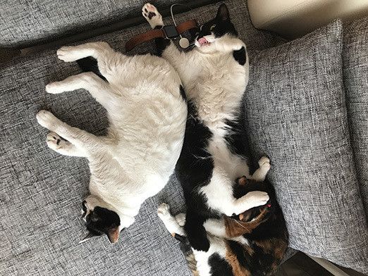 響介VSリュック〜Apple Watchをめぐる争い