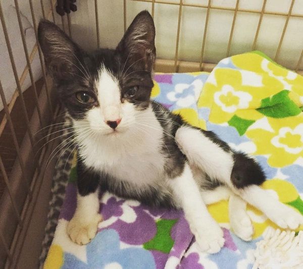 はちわれ猫のからしちゃん