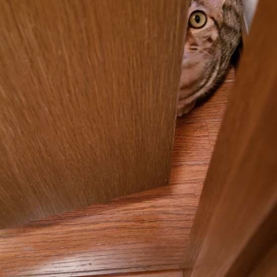 出待ちするキジトラ