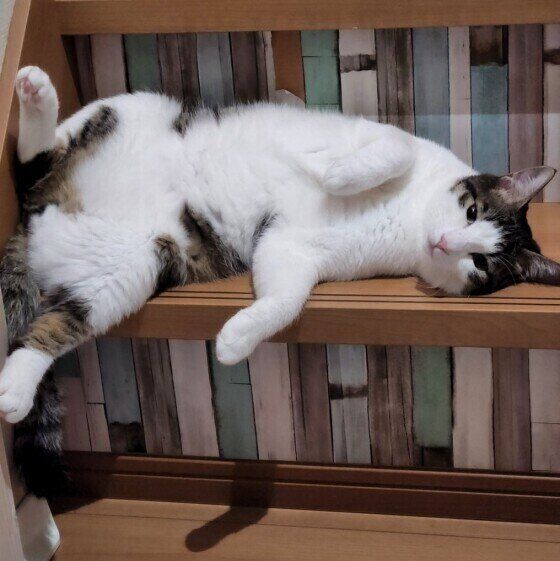 キジトラ猫のとろみちゃん