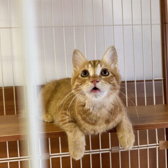 ケージの中で待機する虎太郎くん