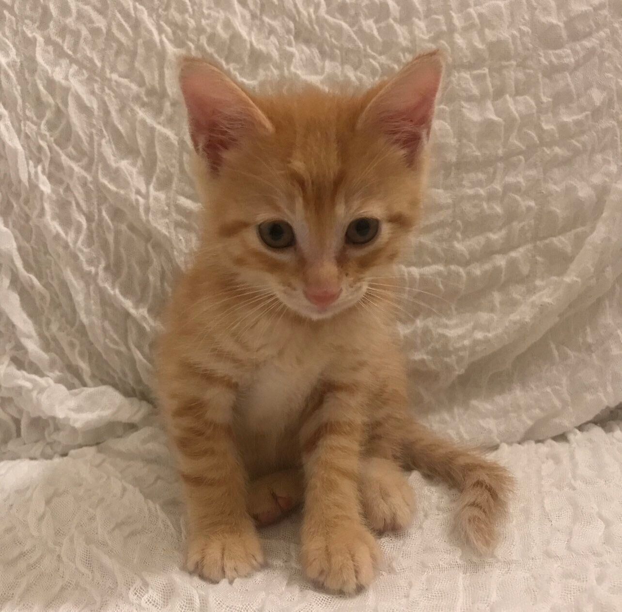 お迎えして間もないころの琥太郎くん