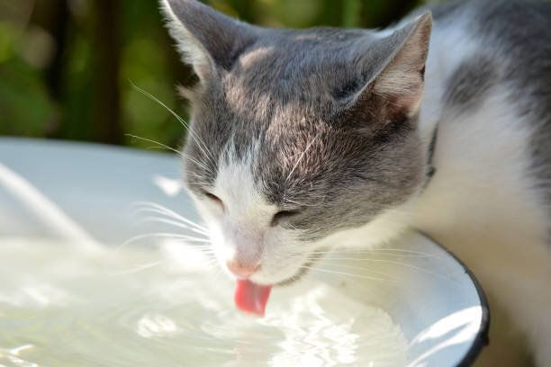 暑い日に夏の庭で猫が水を飲む