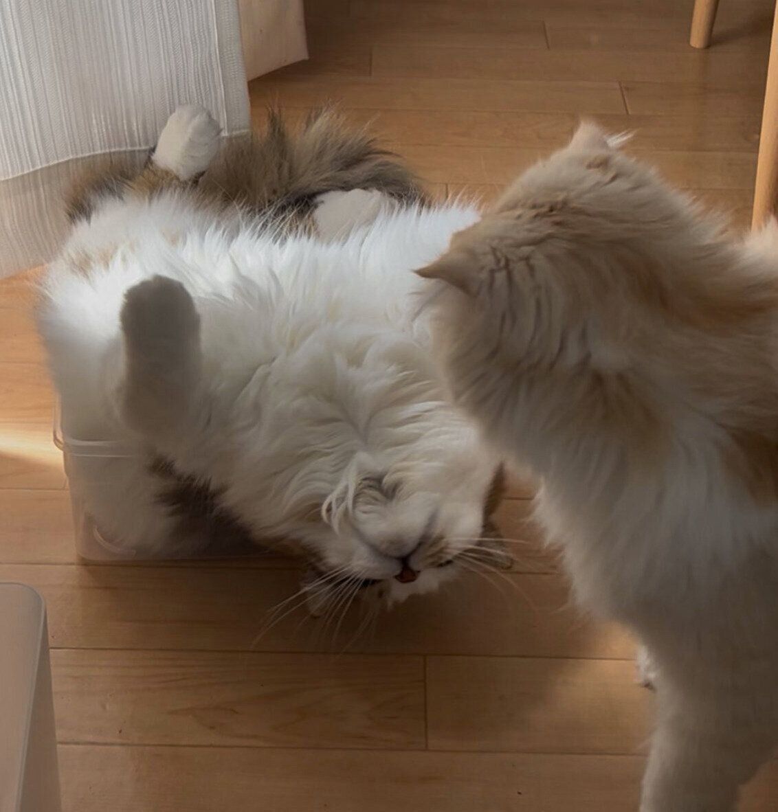 こむぎくんとあずきちくん