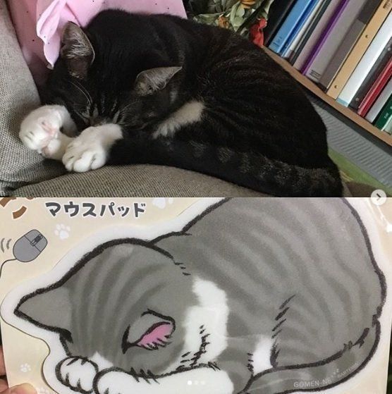 ごめん寝マウスパットと猫