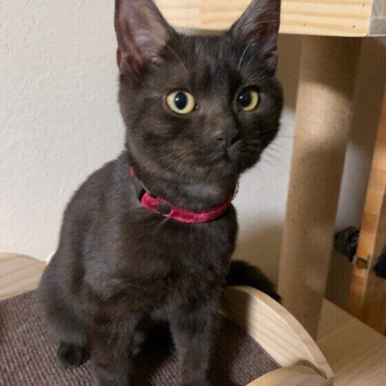 見つめるアメリカンショートヘア