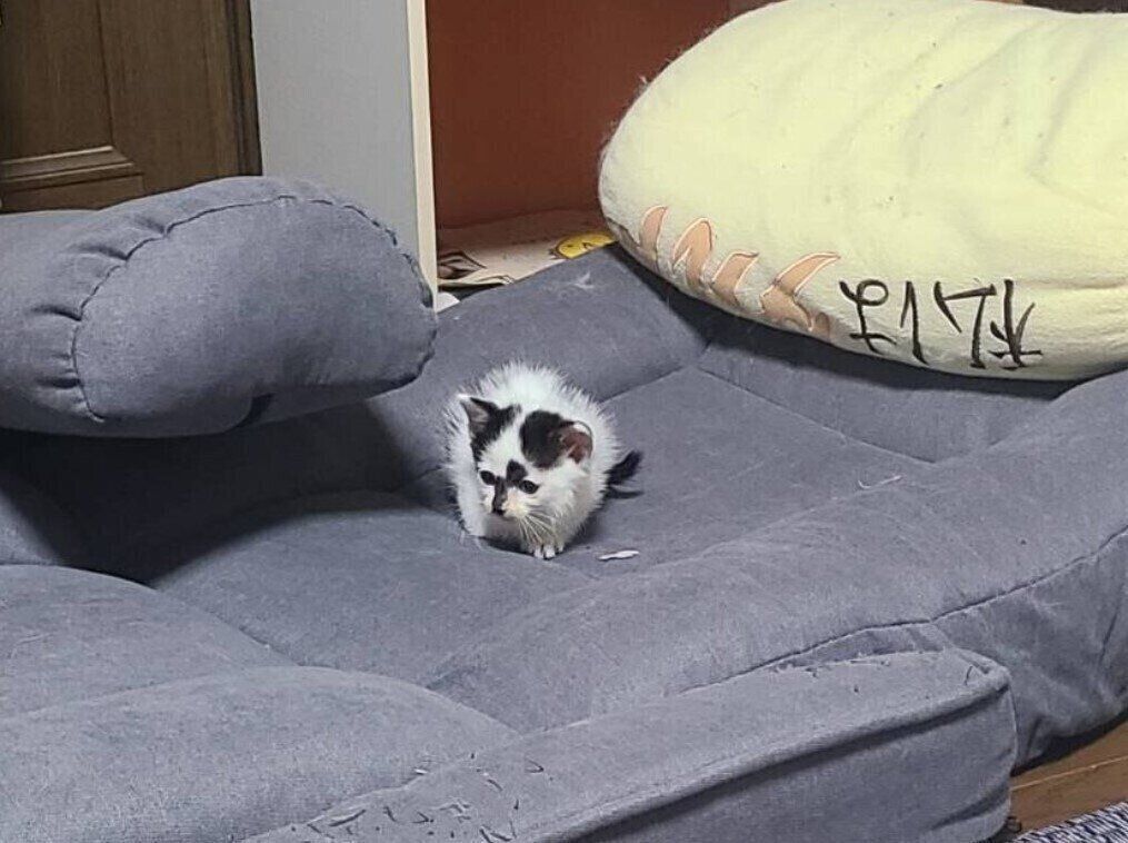 生後約1カ月半の子猫