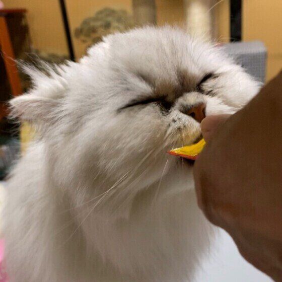 ペルシャのあいちゃん