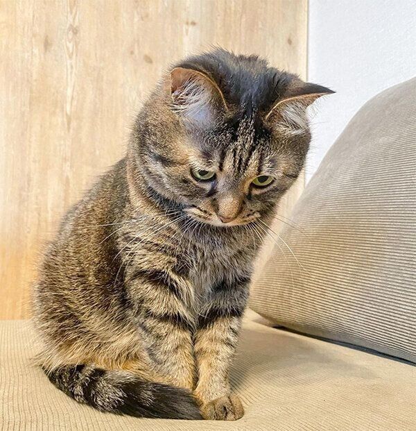 もじもじするきっとちゃん