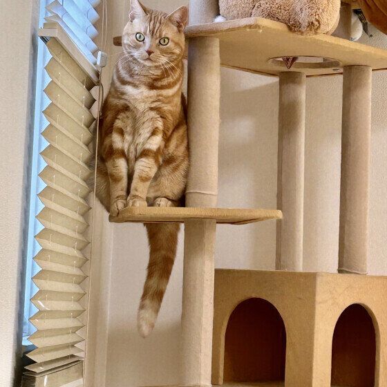 アメリカンショートヘアのペイくん