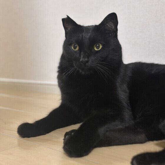 くつろぎ中のゴロくん