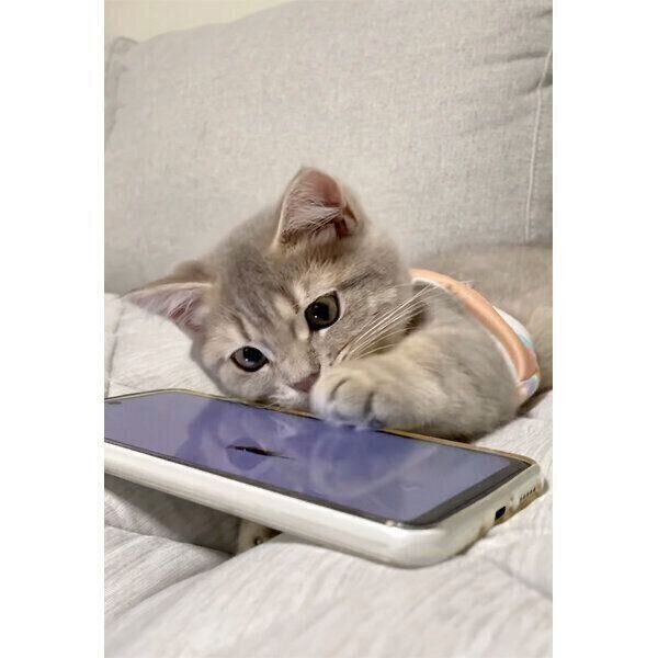 スマホの画面に映る“獲物”に興味津々なししゃもくん