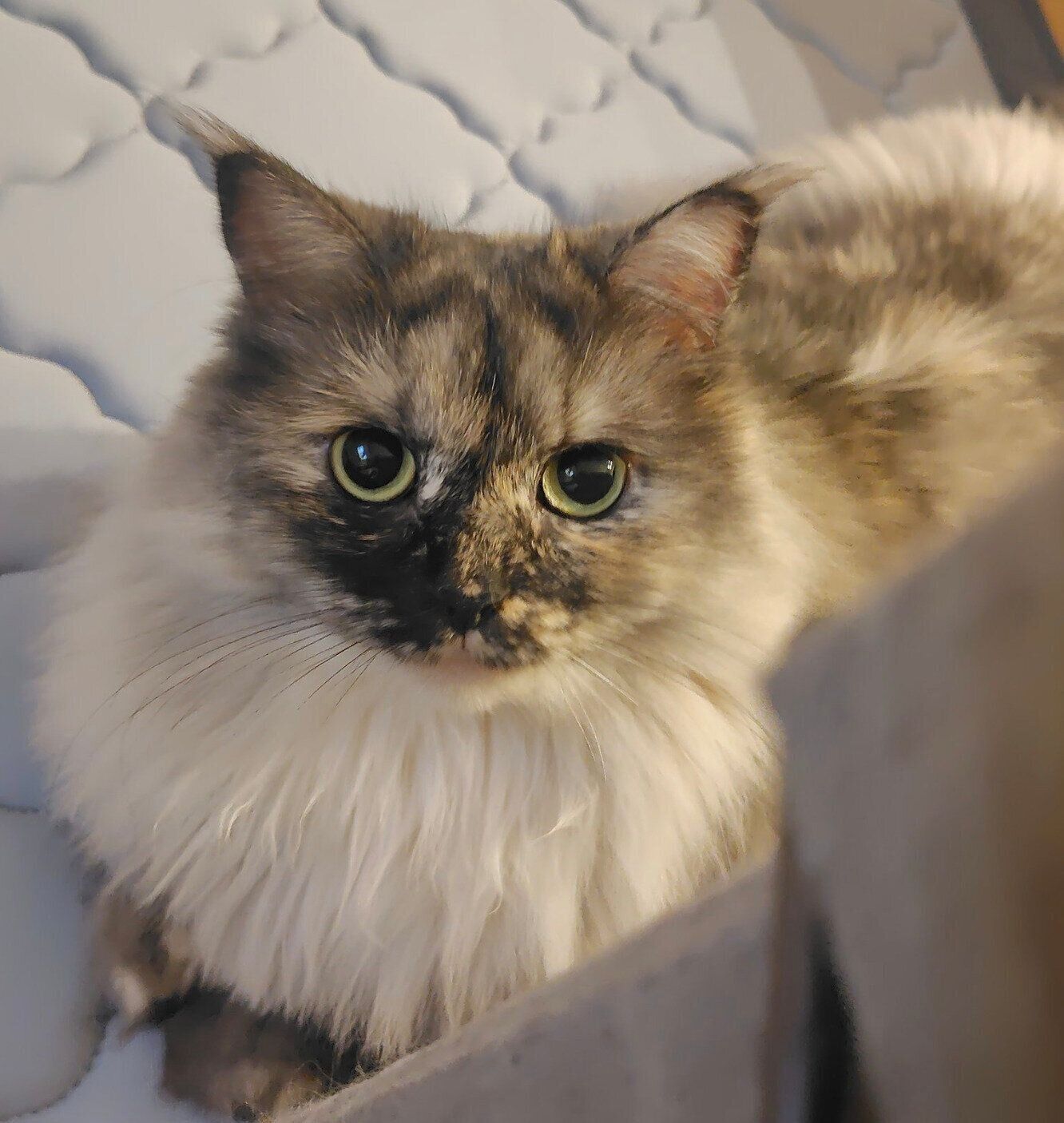 見つめるエアちゃん