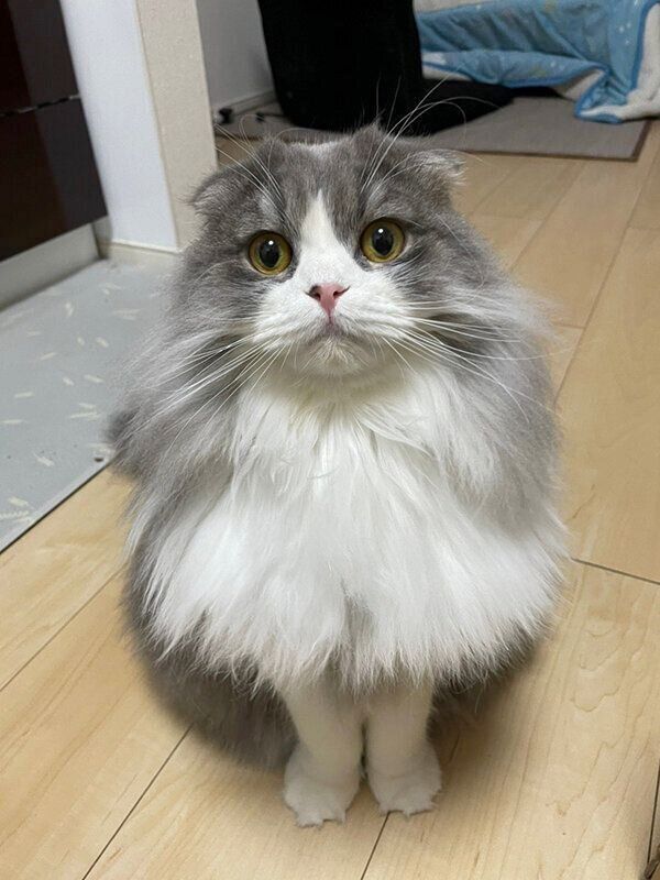 見つめるイヴくん