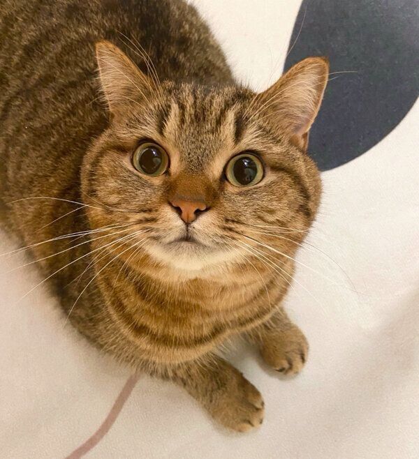 見つめるどんぐりくん