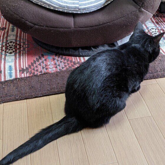 お尻ぽんぽん待ちのくーちゃん