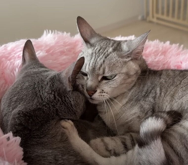 眠そうな姉妹猫