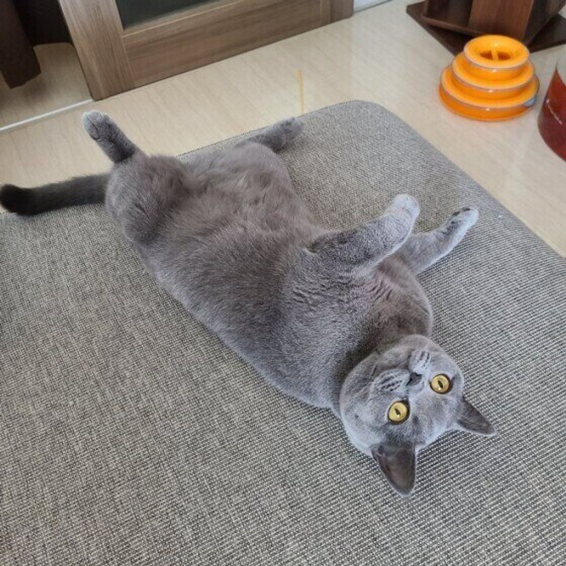 獣医師が解説 猫がいきなり床に こてん と倒れるのはなぜ ねこのきもちweb Magazine 獣医師が解説 猫がいきなり床に こてん と倒れるのはなぜ ねこのきもちweb Magazine