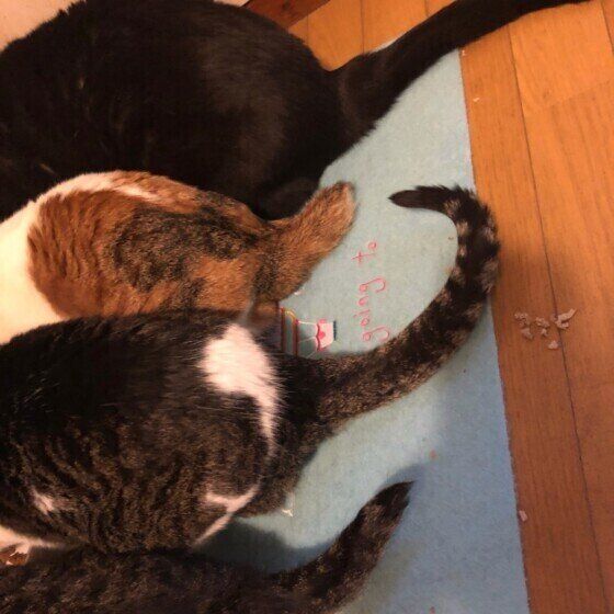 スコティッシュフォールドの黒丸くん