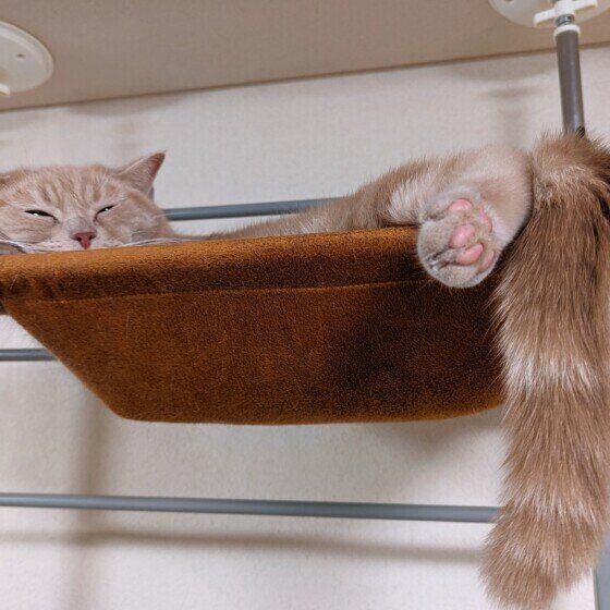ハンモックで眠るチャトランくん