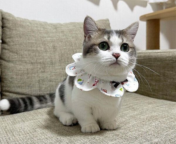 見つめるチノちゃん