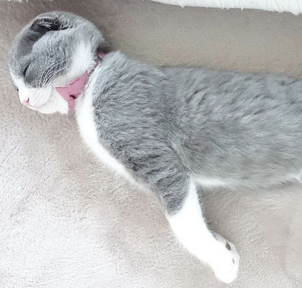 眠るスコティッシュフォールド