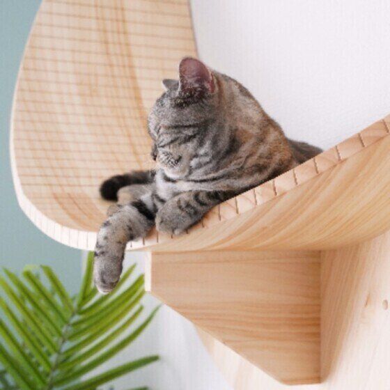 キャットステップで眠るアメリカンショートヘア