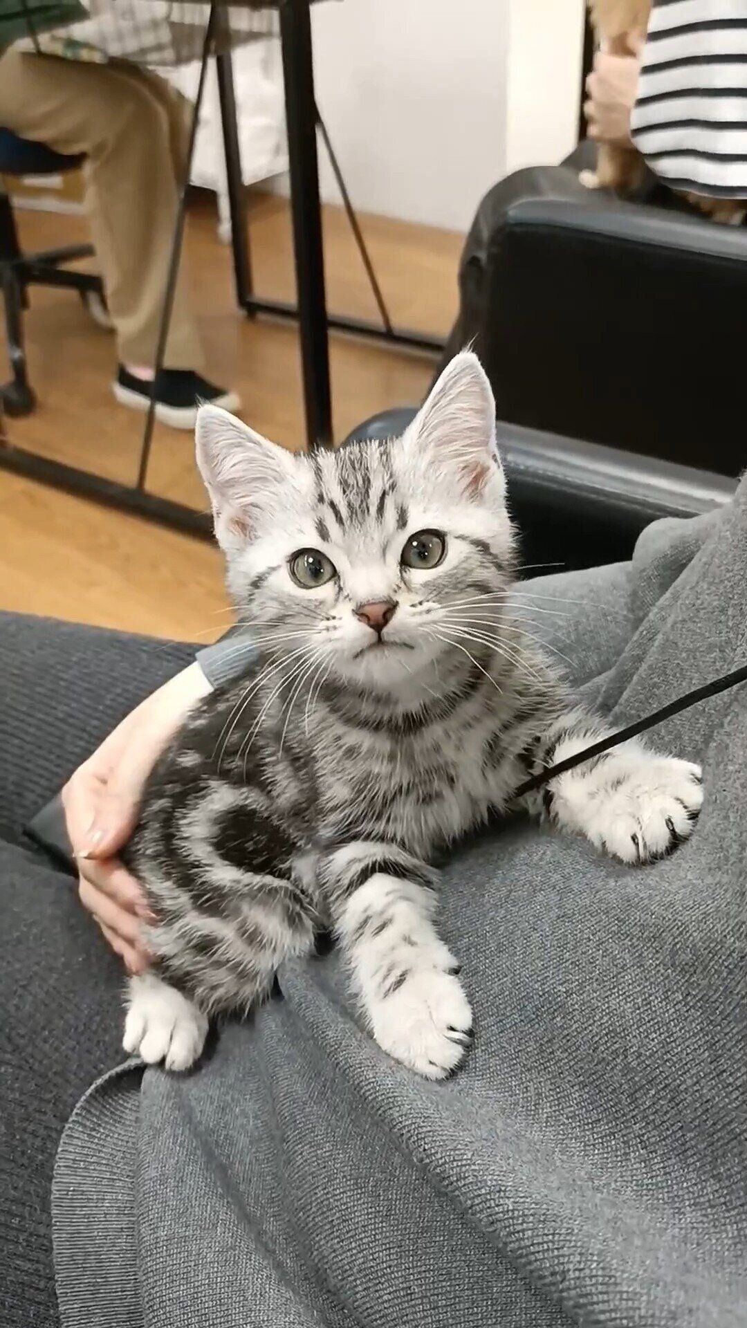 アメリカンショートヘアの子猫