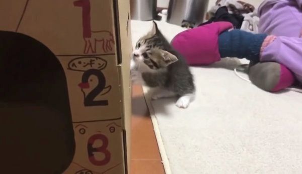 とび箱で遊ぶ猫